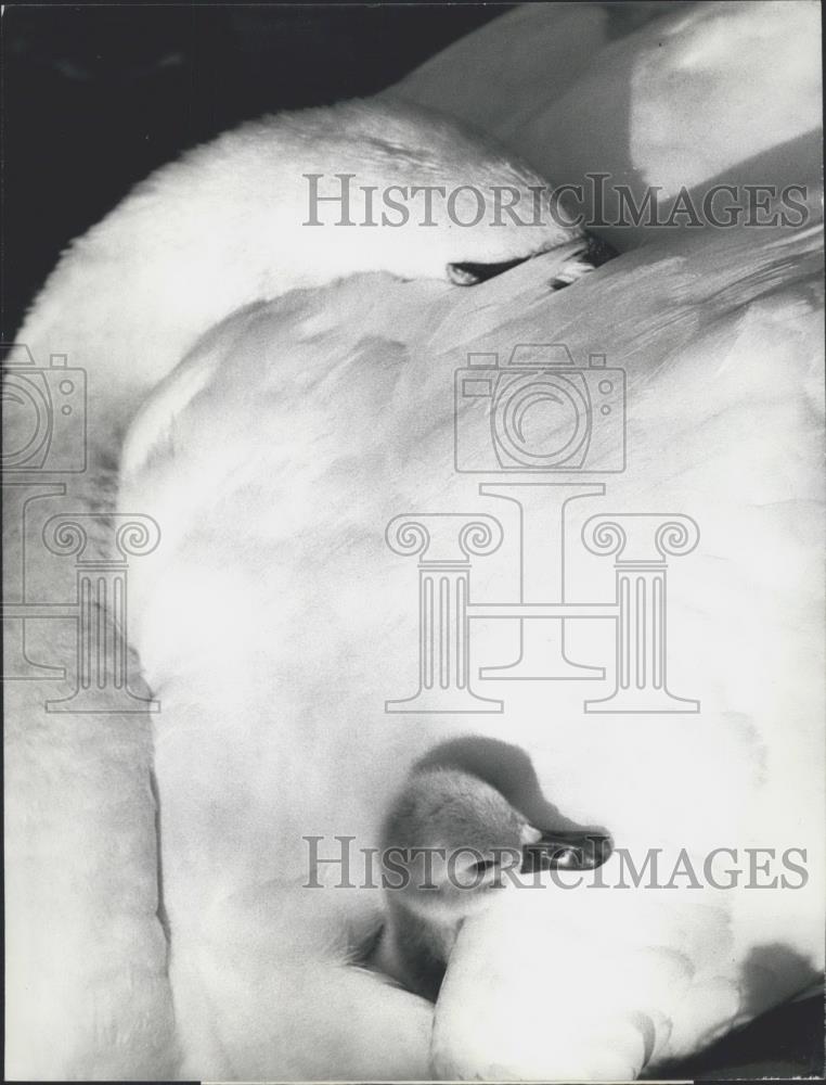 1975 Press Photo Swans Hatching - Historic Images