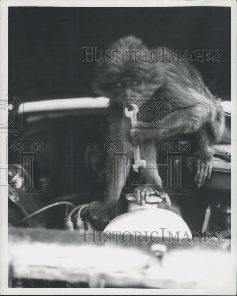 Press Photo Joe The African Monkey in a car engine - Historic Images