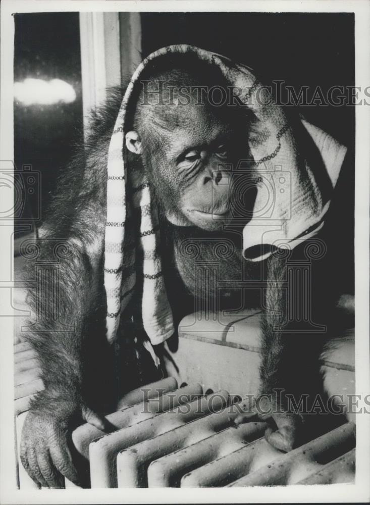 Press Photo Copenhagen Zoo.orangutan - Historic Images