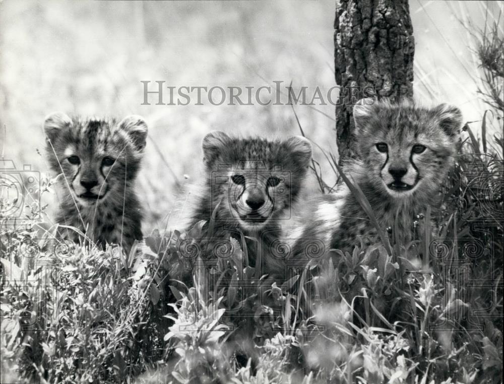 Press Photo Cheetah Cubs Wait For Mom Among Weeds - Historic Images