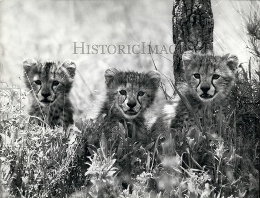 Press Photo Cheetah Cubs Wait For Mom Among Weeds - Historic Images