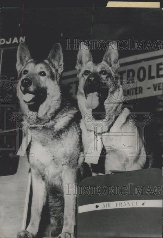 Press Photo Dogs "Bella" and "Ullmo - Historic Images