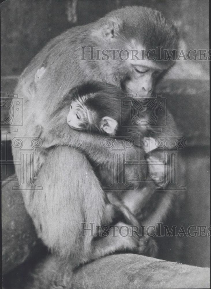 1975 Press Photo Hagenbeck Zoo , mother with her two newborn babes - Historic Images