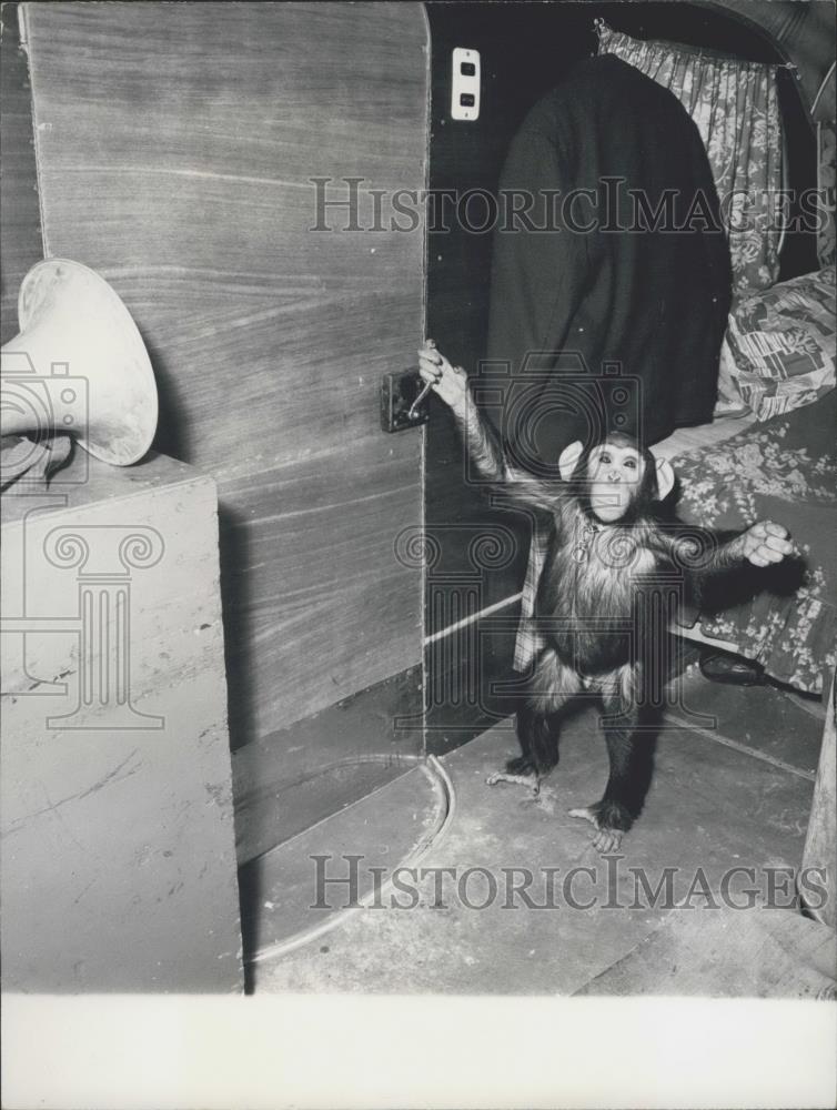 Press Photo &quot;Jackie&quot; a 1 and a half year old chimpanzee - Historic Images