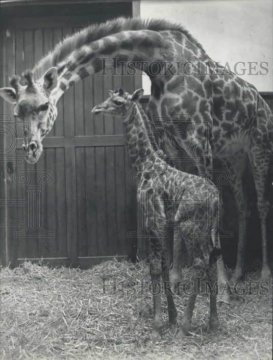 1970 Press Photo Basel Zoo welcomes the new baby Giraffe - Historic Images