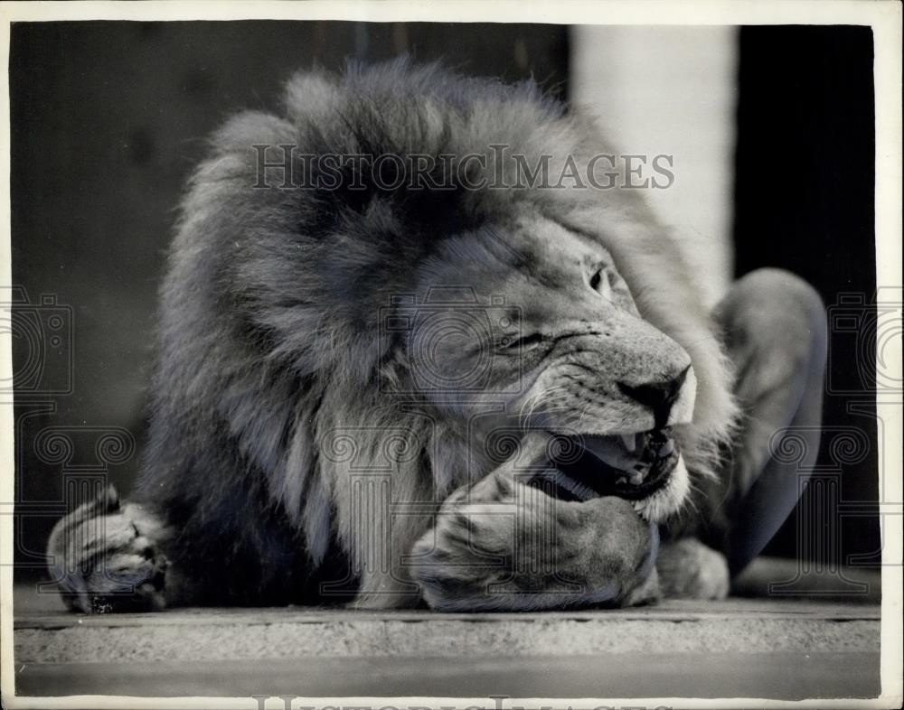 Press Photo Lion - Historic Images