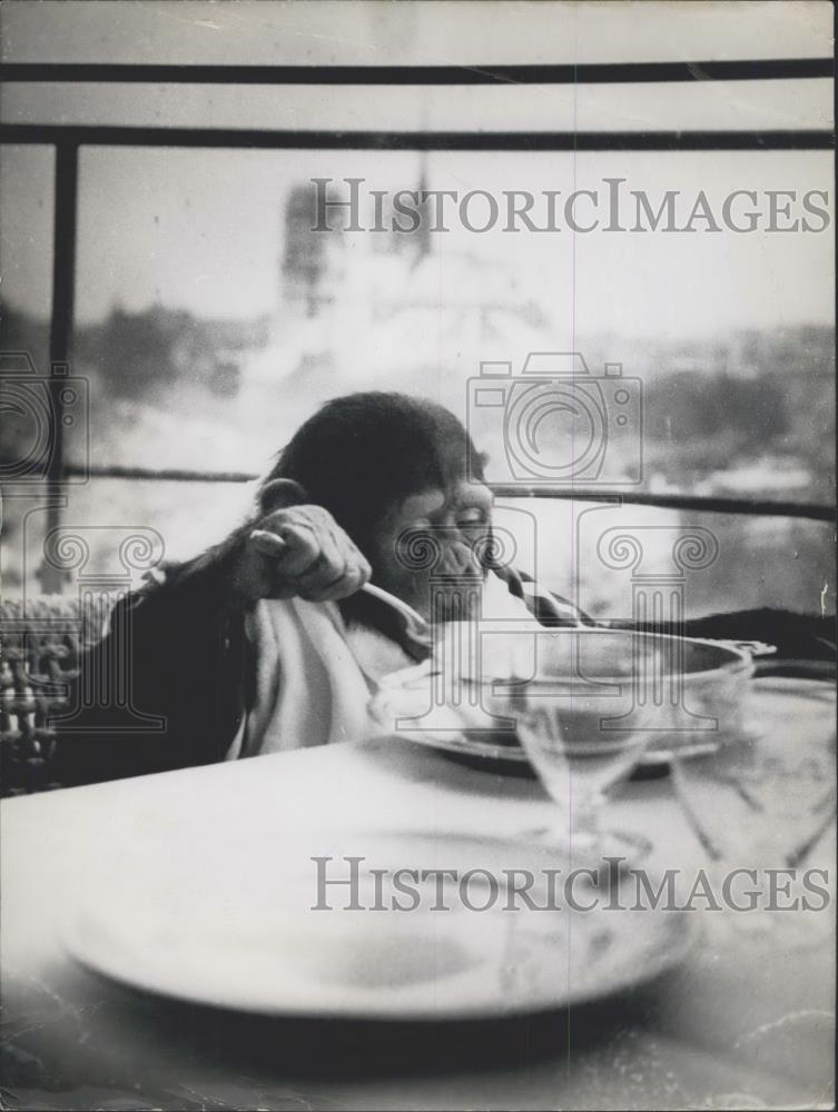 1954 Press Photo &quot;Mr. Fred Muggs&quot; the famous American T.V. Chimpanzee - Historic Images