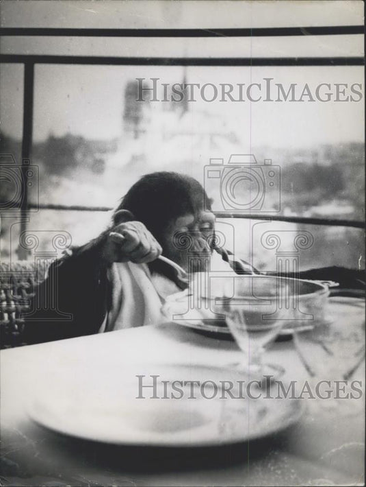 1954 Press Photo "Mr. Fred Muggs" the famous American T.V. Chimpanzee - Historic Images