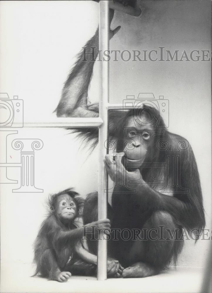 1971 Press Photo Orangutans from the Frankfurt Zoo - Historic Images