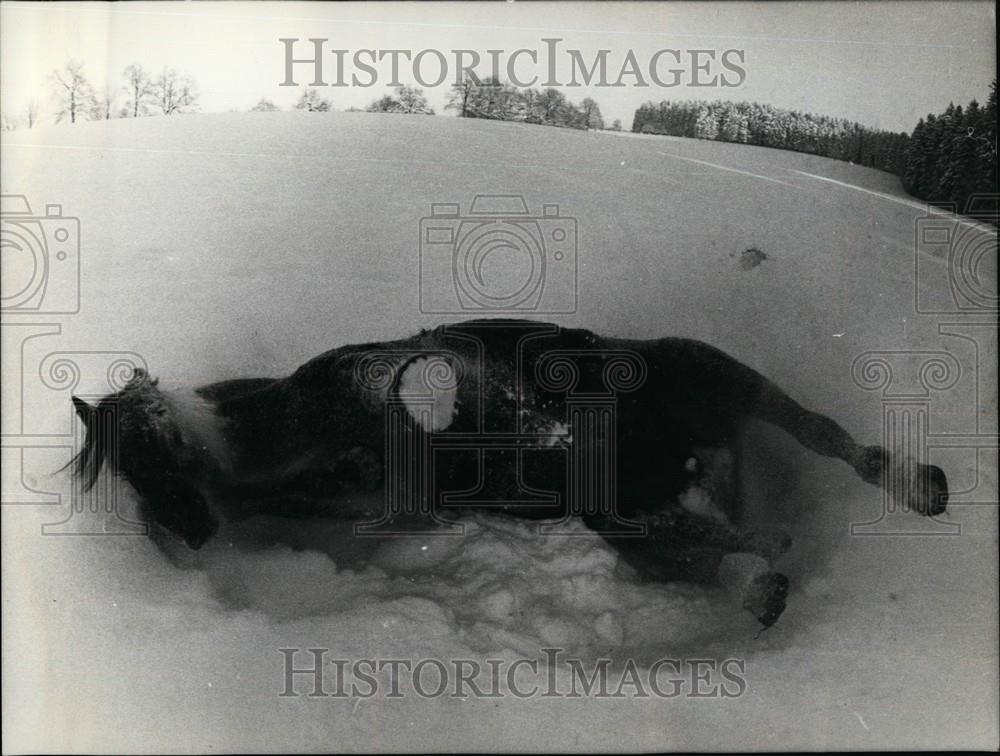 Press Photo A Horse Lies On The Ground In The Snow - Historic Images