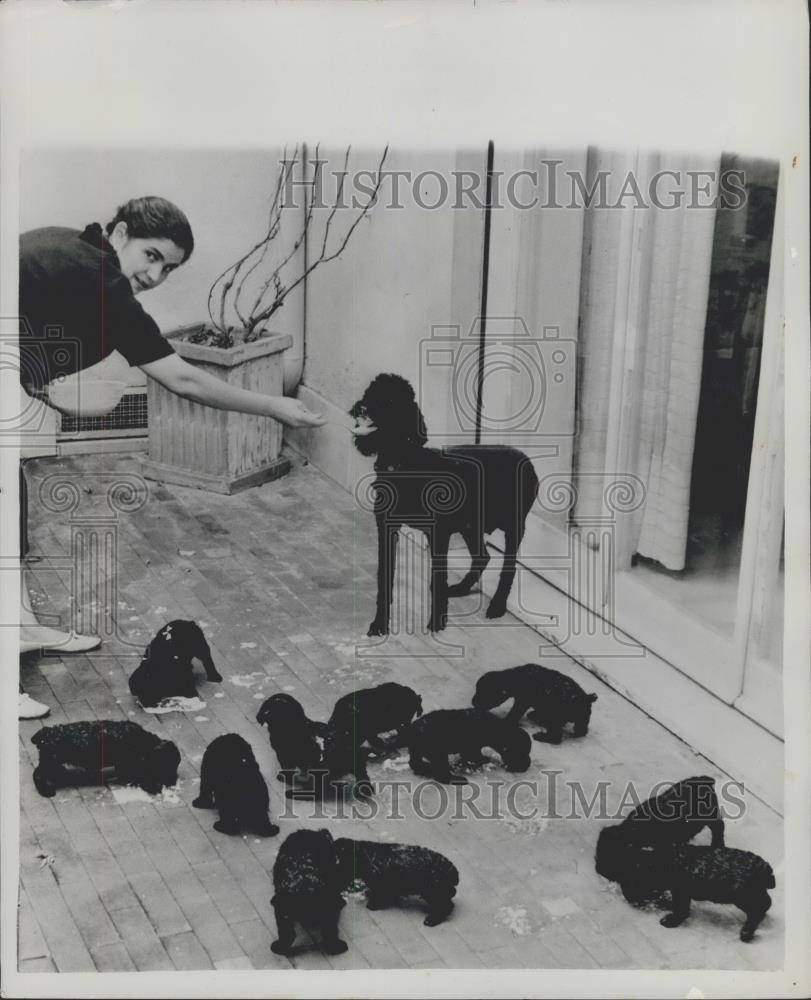 Press Photo Milky, a French poodle and her 11 puppies - Historic Images