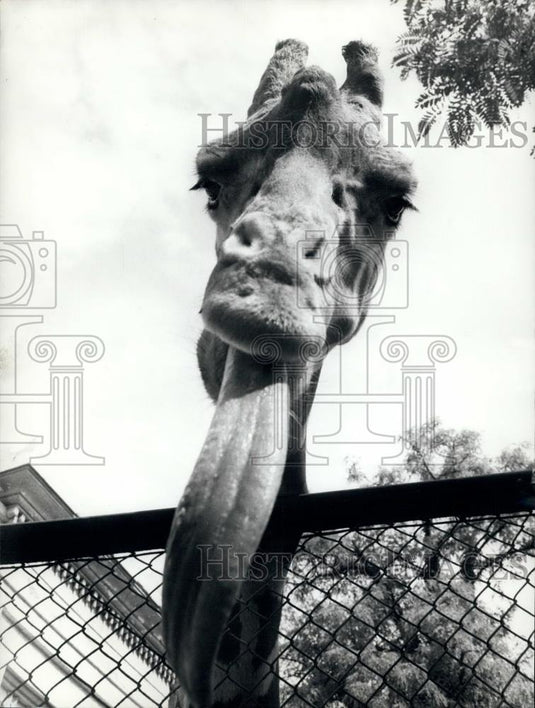 Press Photo Giraffe, Roma Zoo - Historic Images