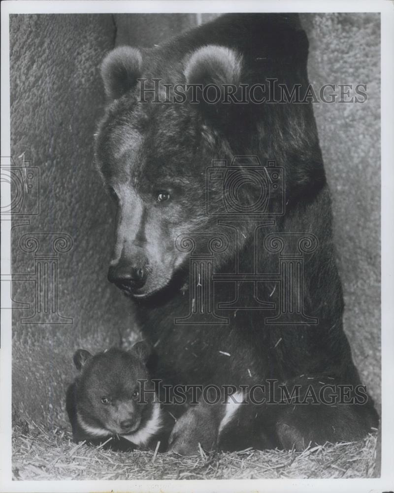 Press Photo Cleo, Bronx Zoo's Kodiak brown bear, guards her two new cubs - Historic Images