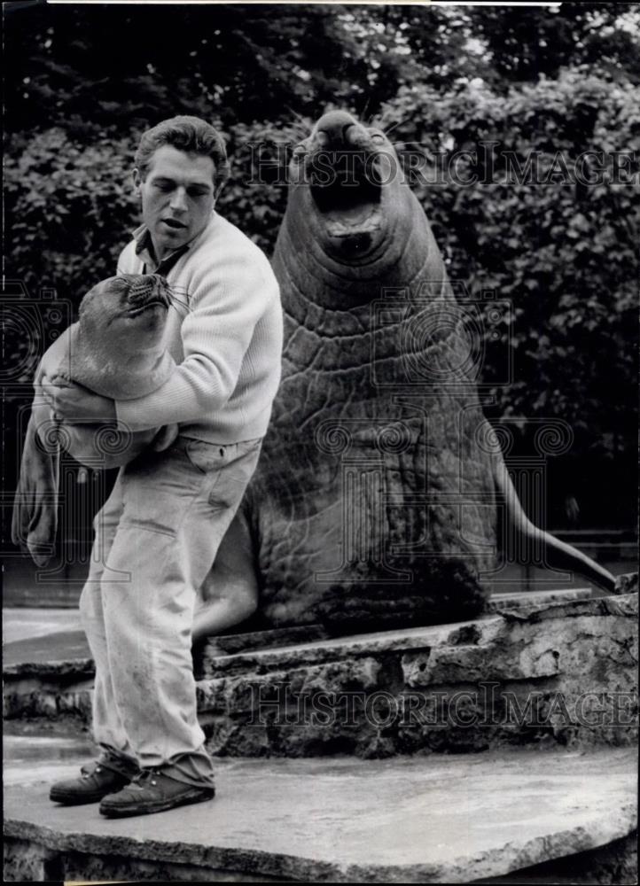 1965 Press Photo Tristan The Sea Elephant Watches Over His Baby - Historic Images