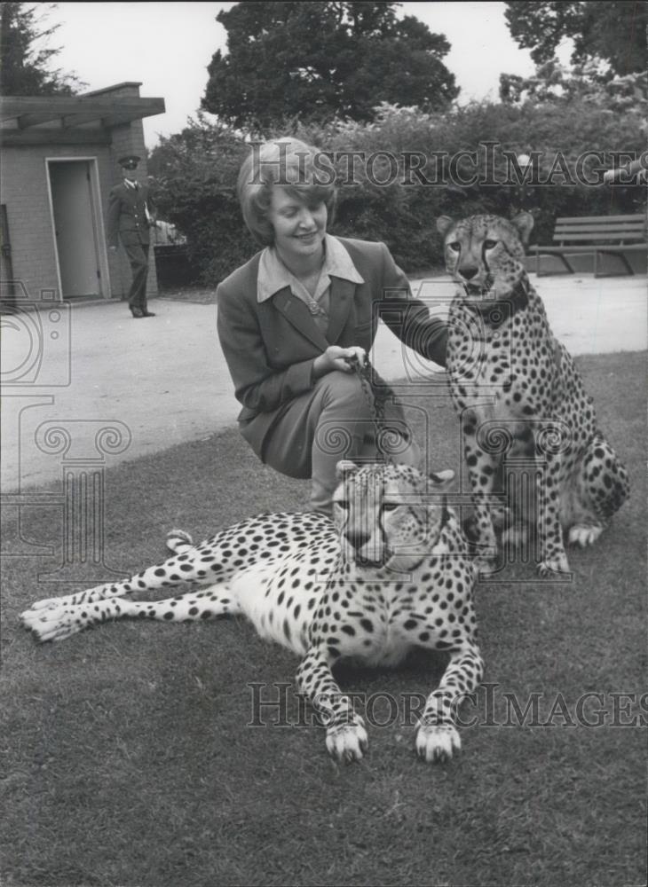 1965 Press Photo Whipsnade Park,Sandra Starling &amp; 2 cheetahs - Historic Images