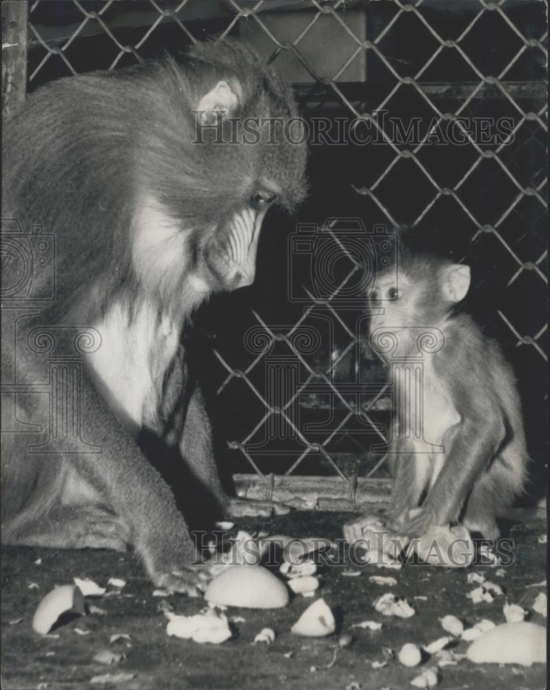 1963 Press Photo Mother mandrill monkey and baby in London Zoo - Historic Images