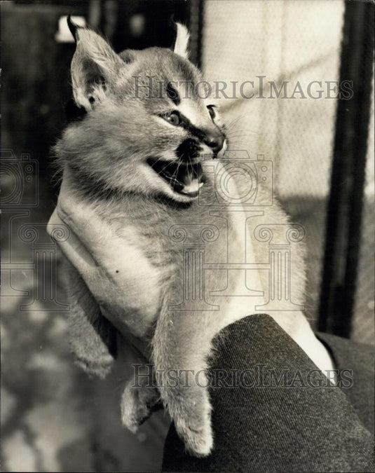 1964 Press Photo Caracal Lynx at London Zoo - Historic Images