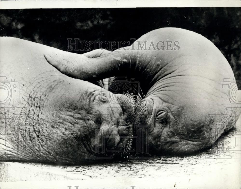 Press Photo Eridolin, and Rosalinde, two German Walruses - Historic Images