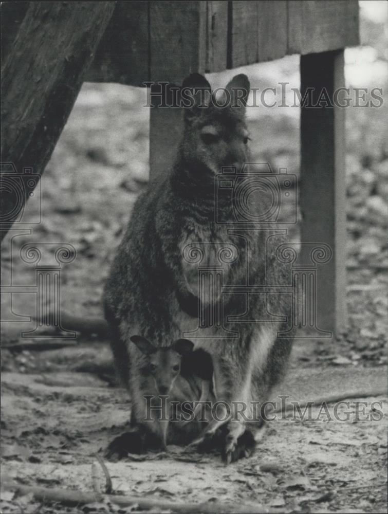 1976 Press Photo Mother and Baby Kangaroo at Thoiry Zoo - Historic Images