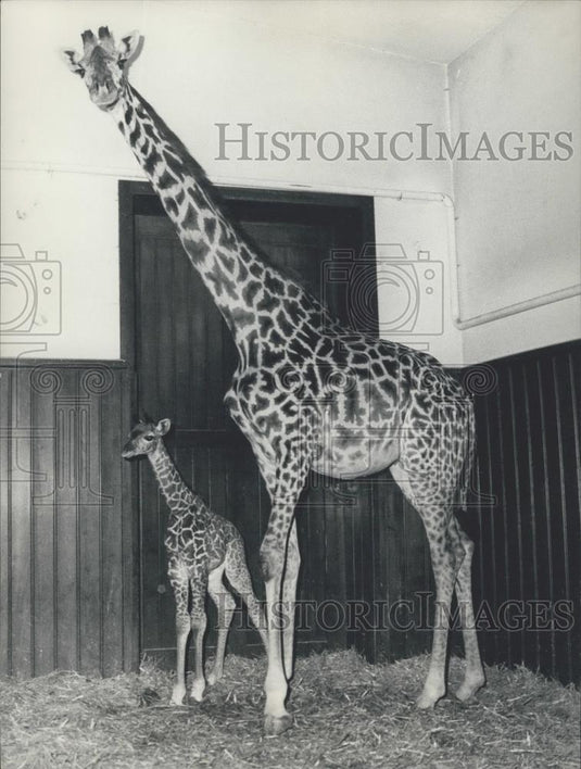 1970 Press Photo Spotless giraffe ,mother giraffe and baby - Historic Images