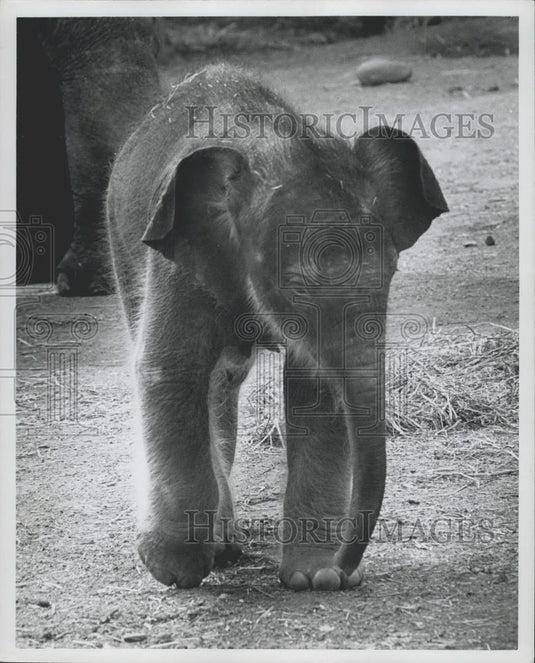 Press Photo Baby elephant learning its way around in Zoo - Historic Images