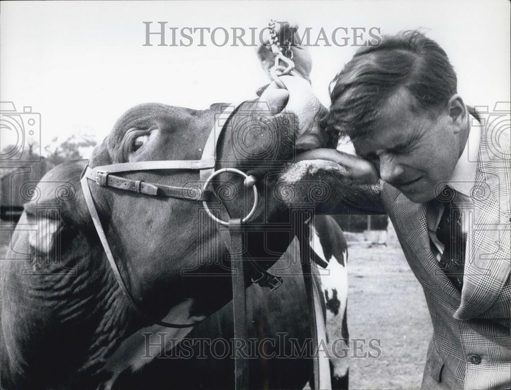 Press Photo Cow Licking Man&#39;s Face - Historic Images