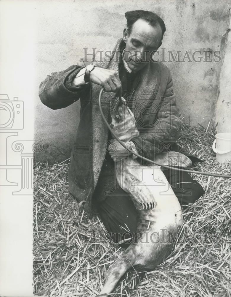 Press Photo Feeding sick Seals - Historic Images