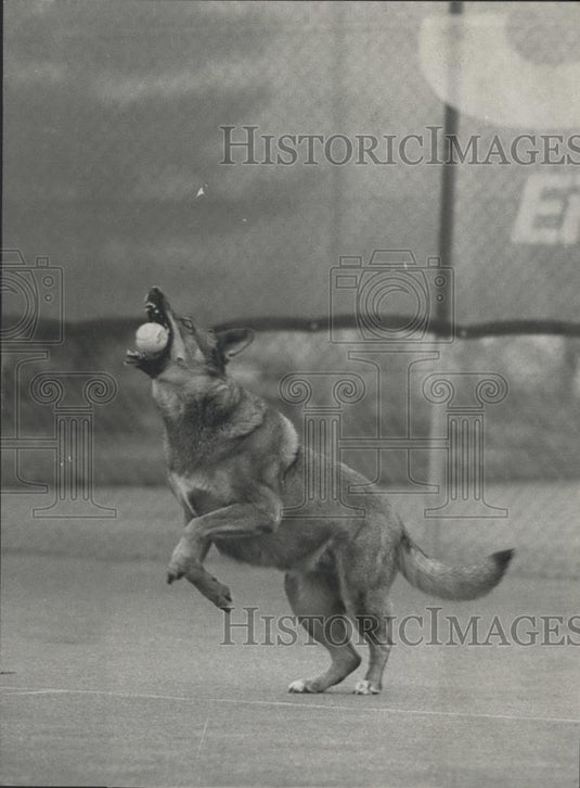 1985 Press Photo The dog "Lady" is crazy for tennis balls - Historic Images