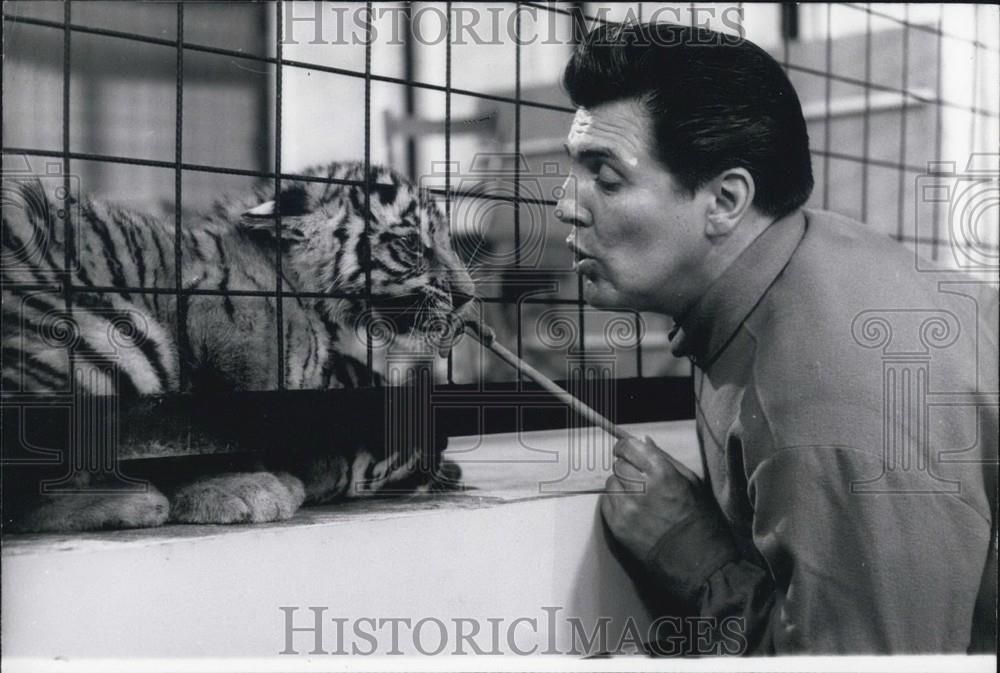 1965 Press Photo Arnim Dahl Tiger Tamer with 6 months Old Tiger Baby. - Historic Images