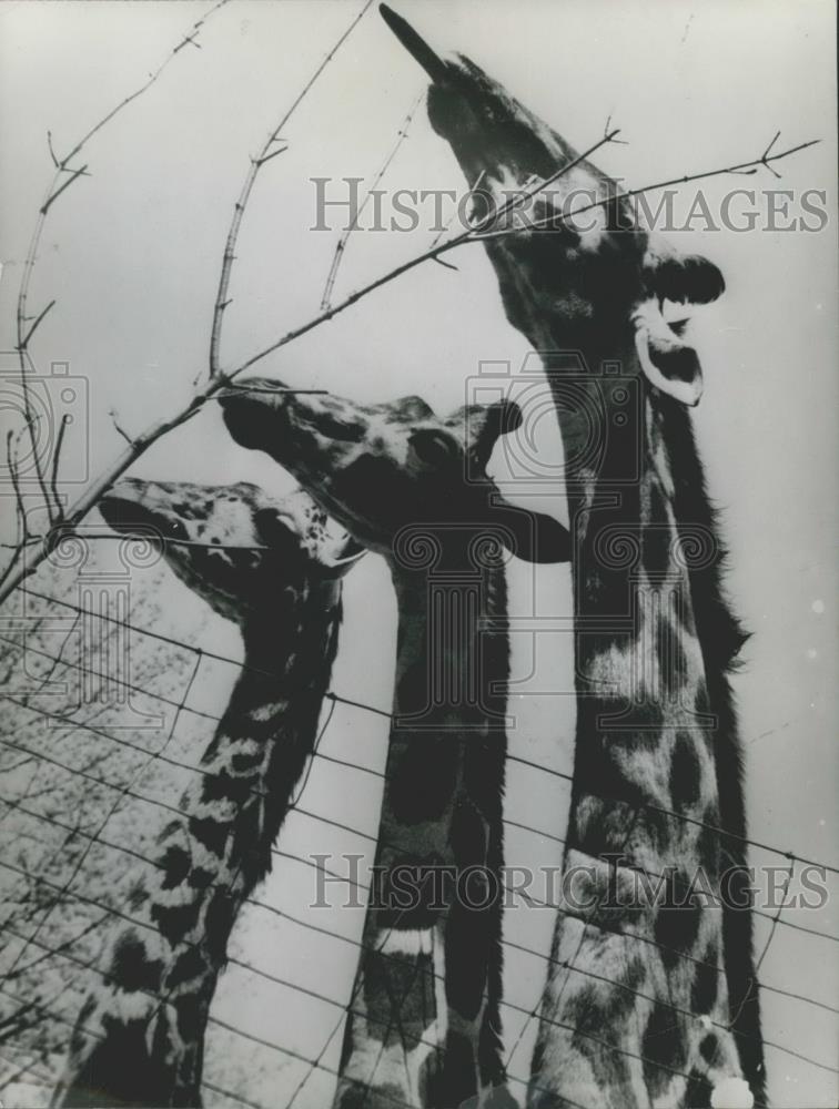 1958 Press Photo Giraffe in Basel zoo - Historic Images