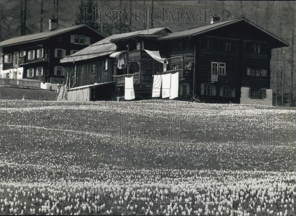 1991 Press Photo Spring in the Swiss Mountains - Historic Images