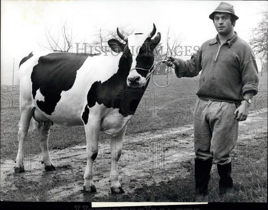 1973 Press Photo "Glaneuse" Wins The Most Beautiful Cow Contest In Fribourg - Historic Images