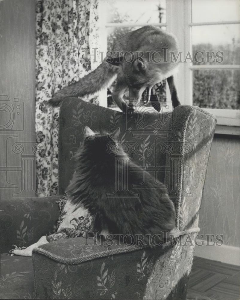 Press Photo A fox and a cat play together - Historic Images