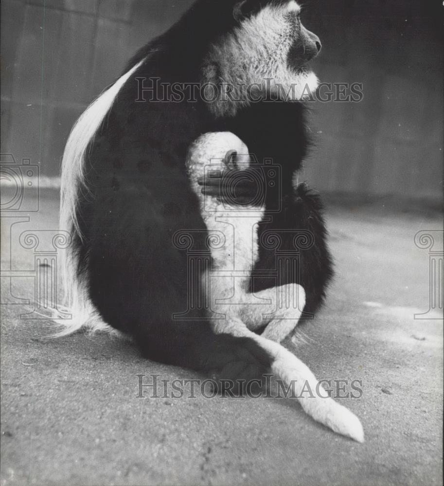 1959 Press Photo Suereza Apes - Historic Images