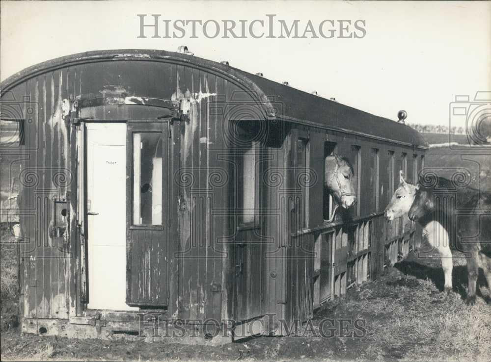 1977 Press Photo Donkeys in an old train car used as their shelter - Historic Images