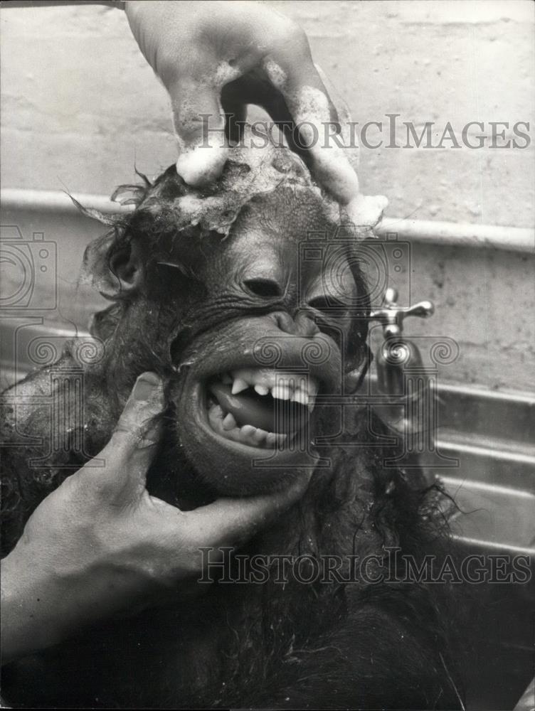 Press Photo Baby Orang&#39;Utan ANak Gets Bath At Dudley Zoo Near Birmingham - Historic Images