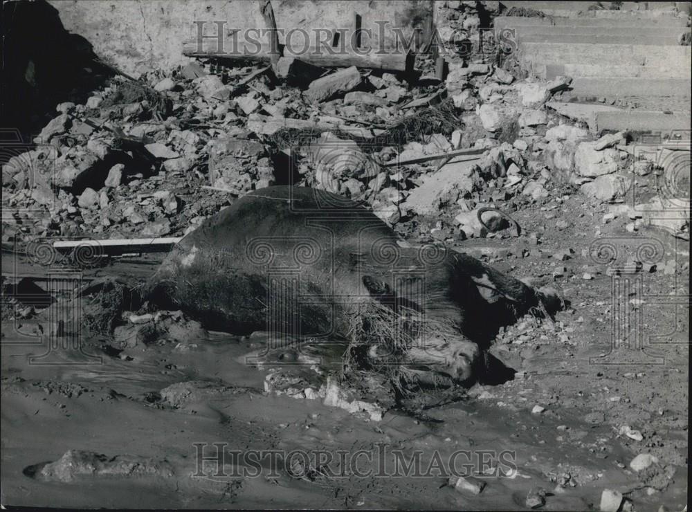 1963 Press Photo Dead animals from Vaiont dam burst in Italy - Historic Images