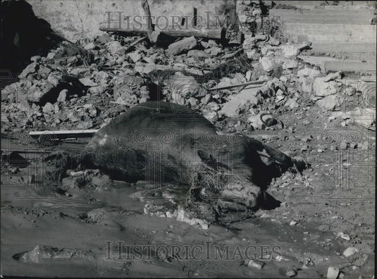 1963 Press Photo Dead animals from Vaiont dam burst in Italy - Historic Images