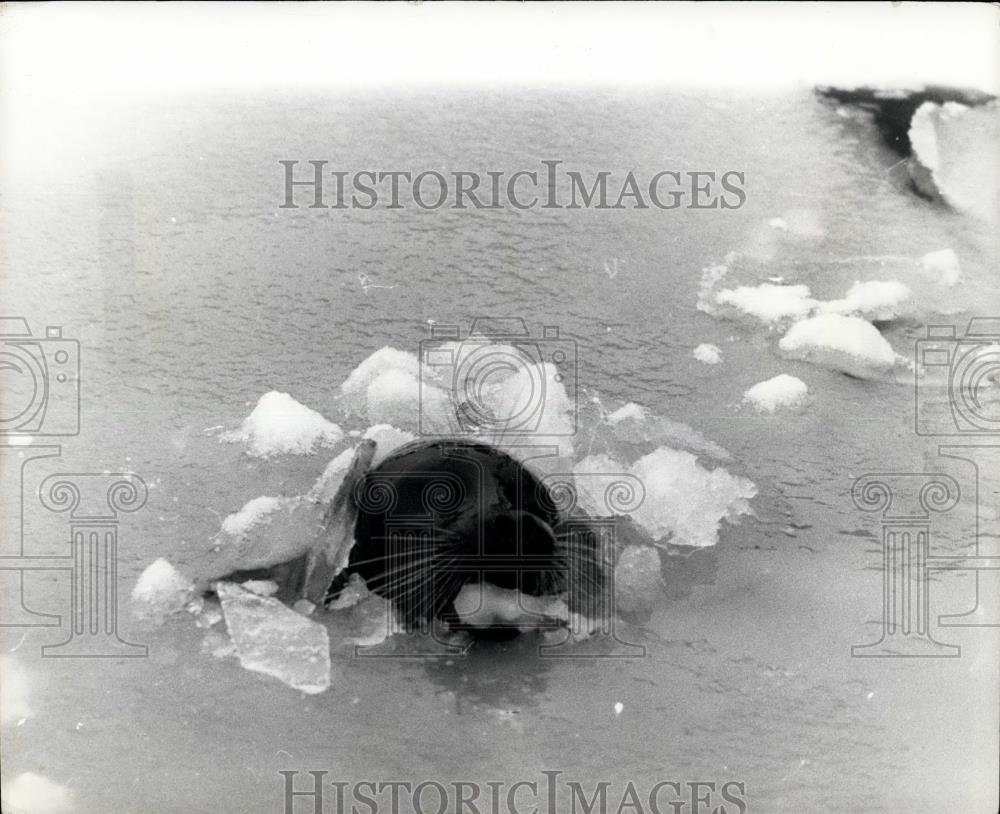 1952 Press Photo Seal Jerry Swimming In Almost Frozen Pond London Zoo - Historic Images