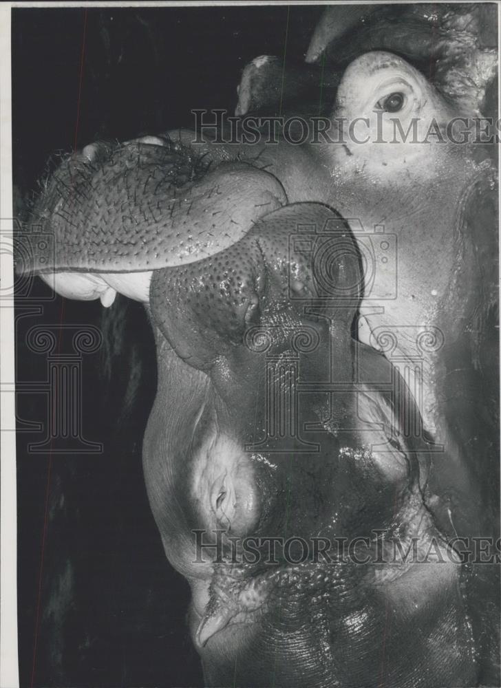 1972 Press Photo hippopotamus in the zoo of Stuttgart (West Germany - Historic Images