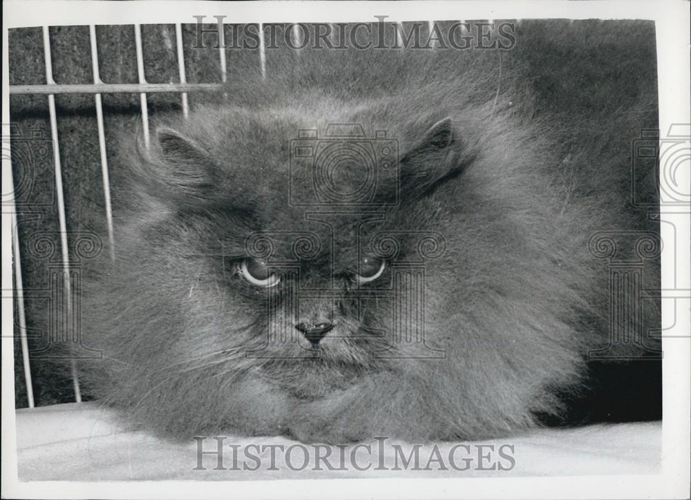 1950 Press Photo National cat show at Olympia. A fine Blue Persian - Historic Images