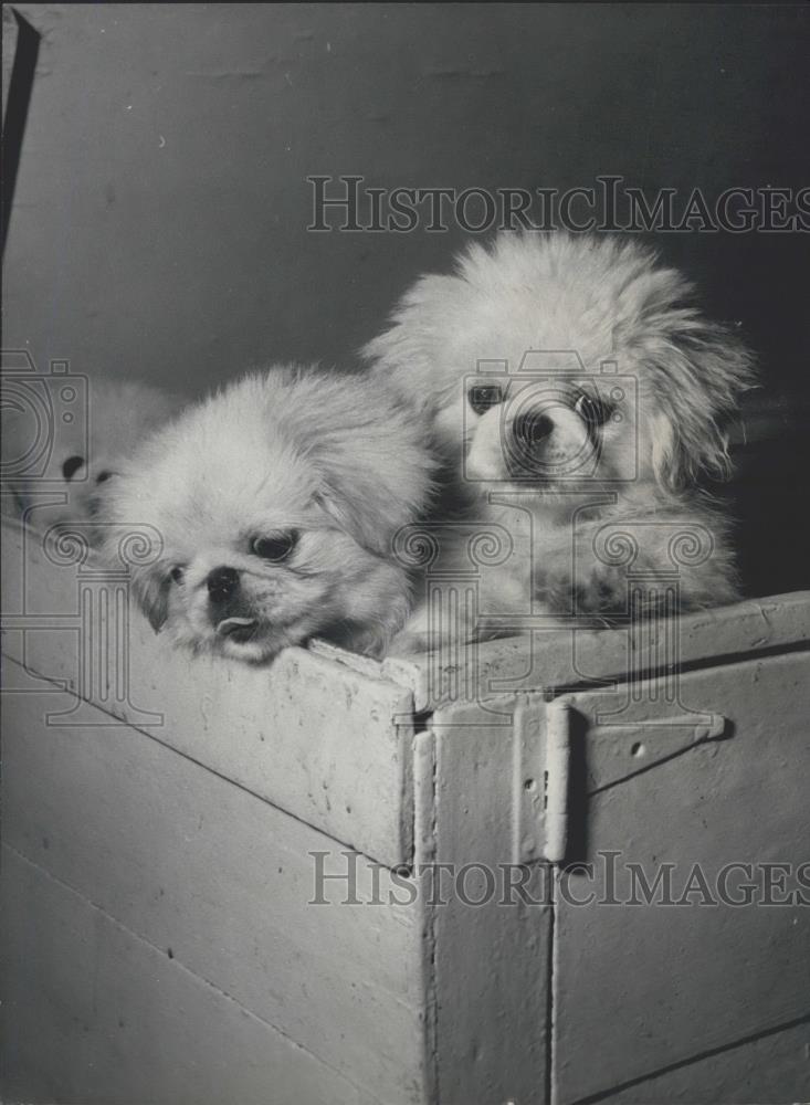 Press Photo Puppies in a crate - Historic Images