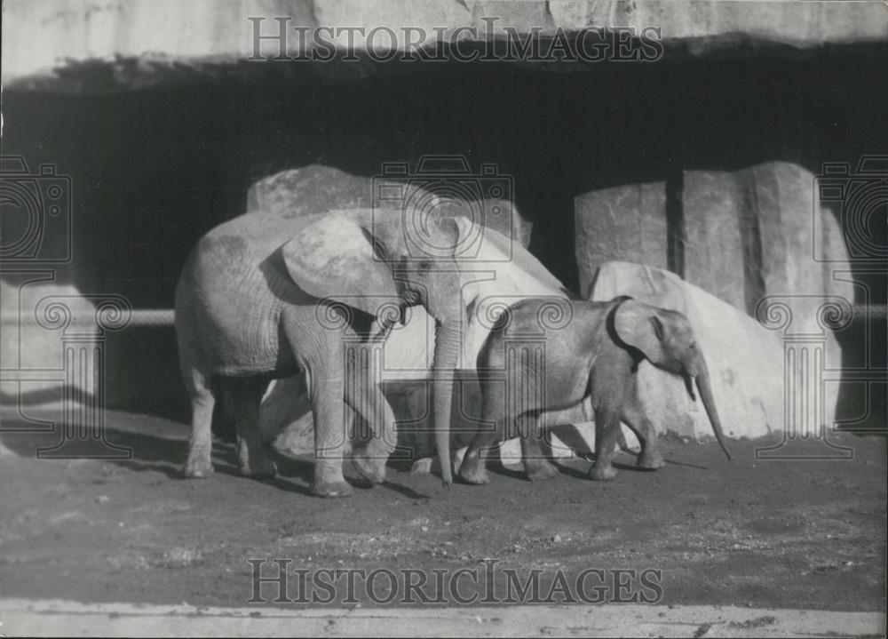 1955 Press Photo Paris Vincennes Zoo Elephant With New Baby - Historic Images