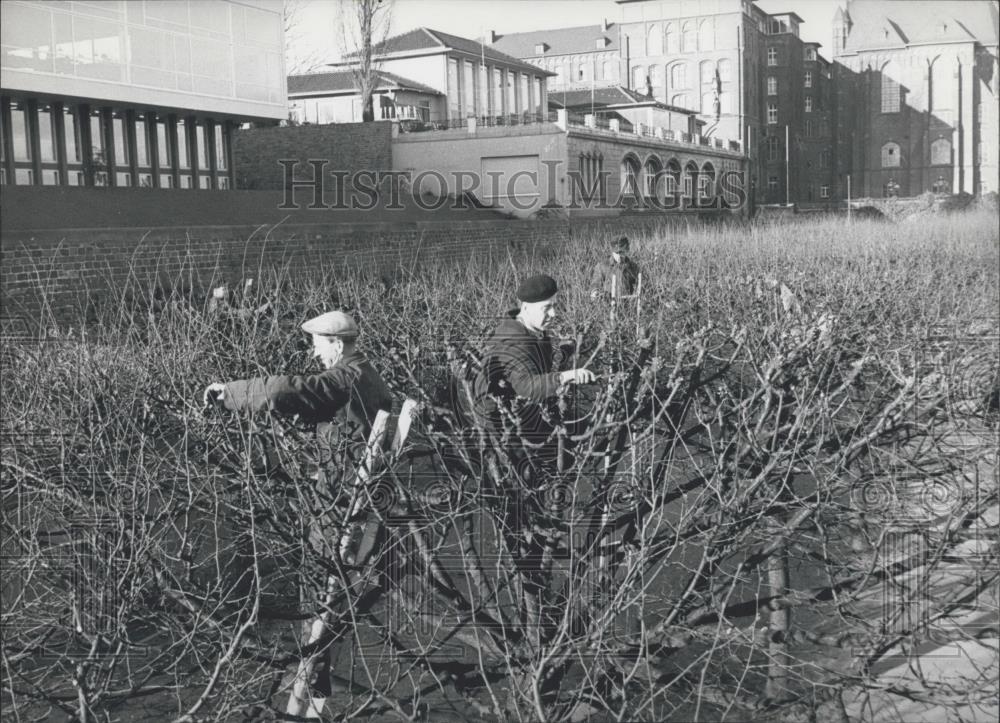 1962 Press Photo Gardeners cutting off the tips of the branches. - Historic Images