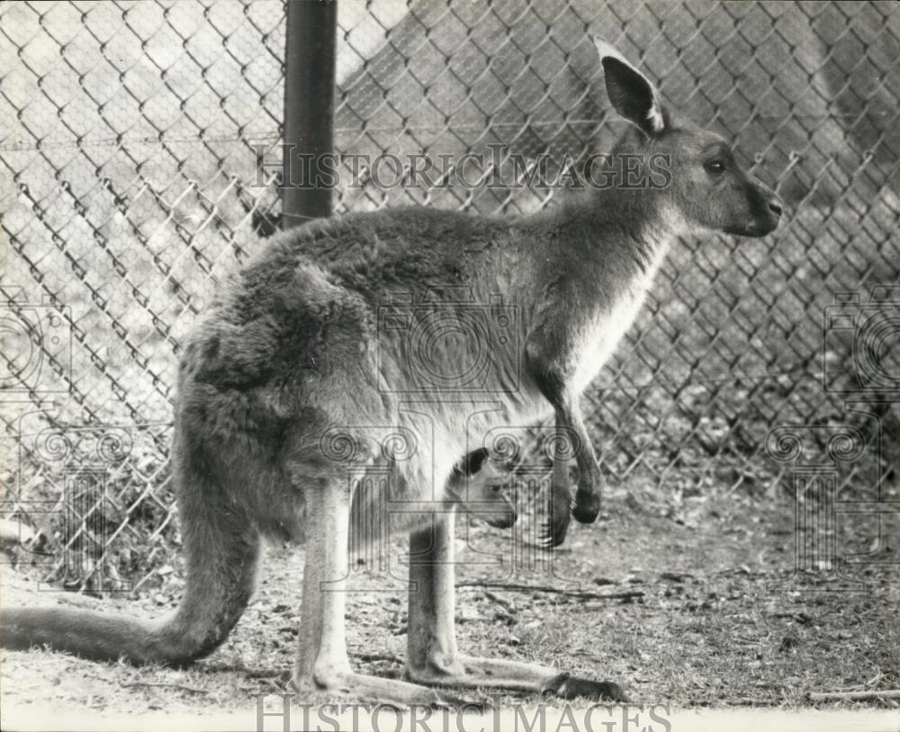 1964 Press Photo A Baby Kangaroo In It&#39;s Mother&#39;s Pouch At Whipsnade Zoo - Historic Images