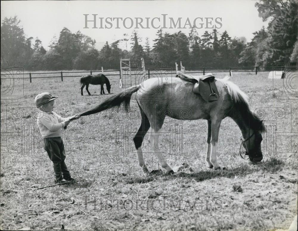 Press Photo Boy Pulling On Tail Of Saddled Horse - Historic Images