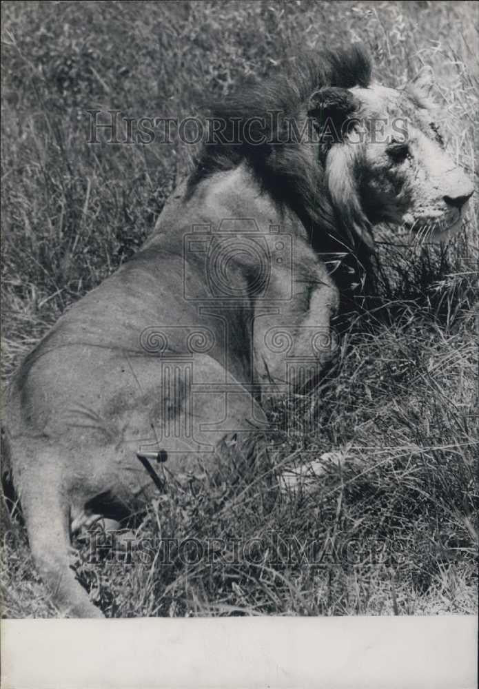 Press Photo Male Lion Collapsing After Being Hit with Tranquilizer Dart - Historic Images