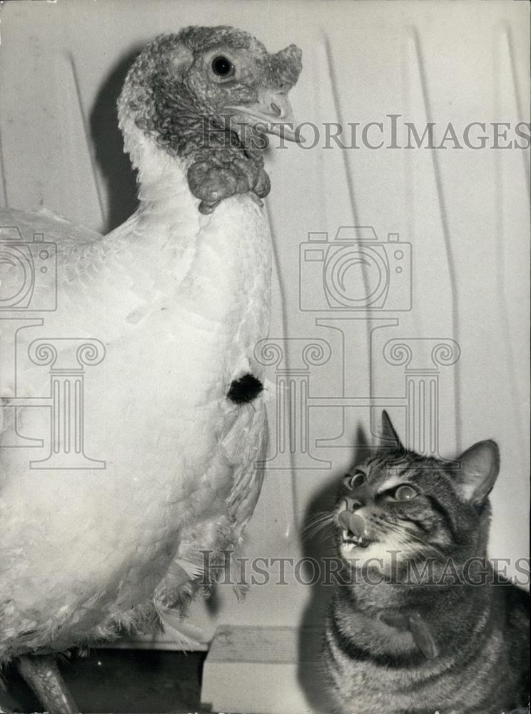 Press Photo Turkey, Cat - Historic Images