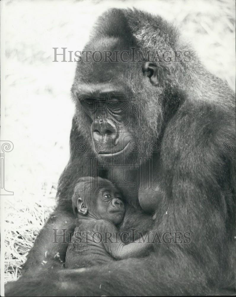 Press Photo Gorilla mother and baby - Historic Images