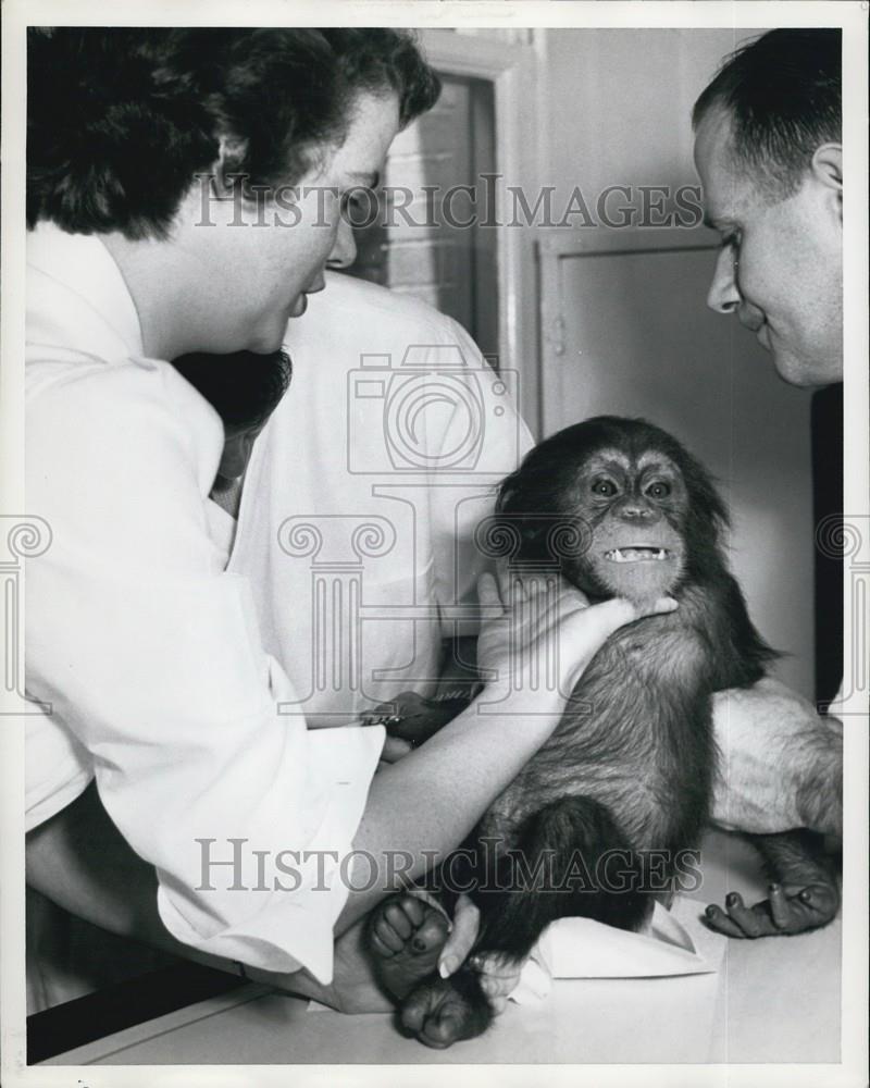 Press Photo A chimp gets an exam - Historic Images